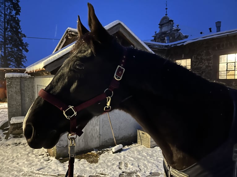 Polish Warmblood Mare 9 years 16 hh Black in Lauterbach