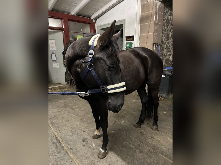 Polish Warmblood Mare 9 years 16 hh Black in Lauterbach
