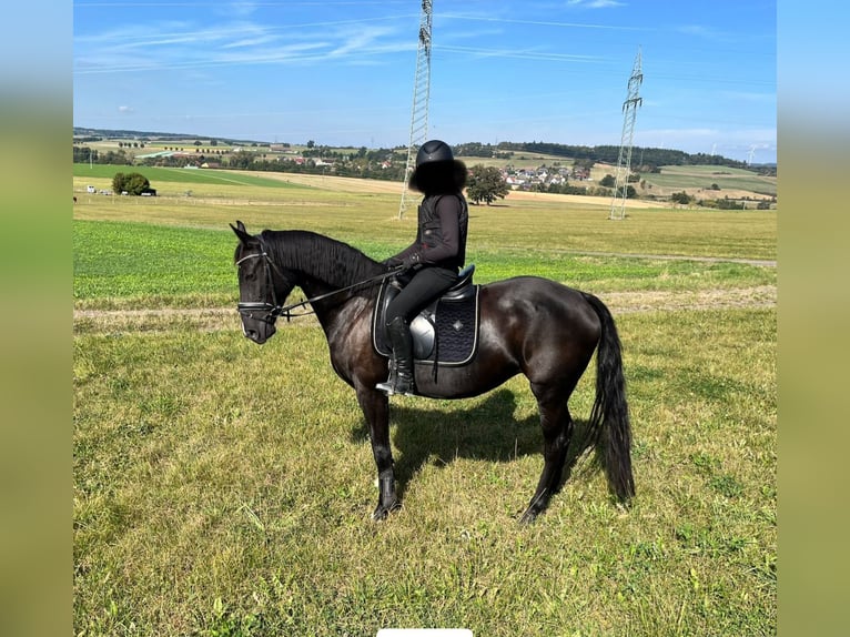 Polish Warmblood Mare 9 years 16 hh Black in Lauterbach