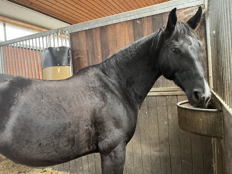 Polish Warmblood Mare 9 years 16 hh Black in Lauterbach