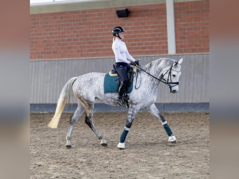 Polish Warmblood Mare 9 years 16,2 hh Grey-Dapple in Sch&#xF6;nberg