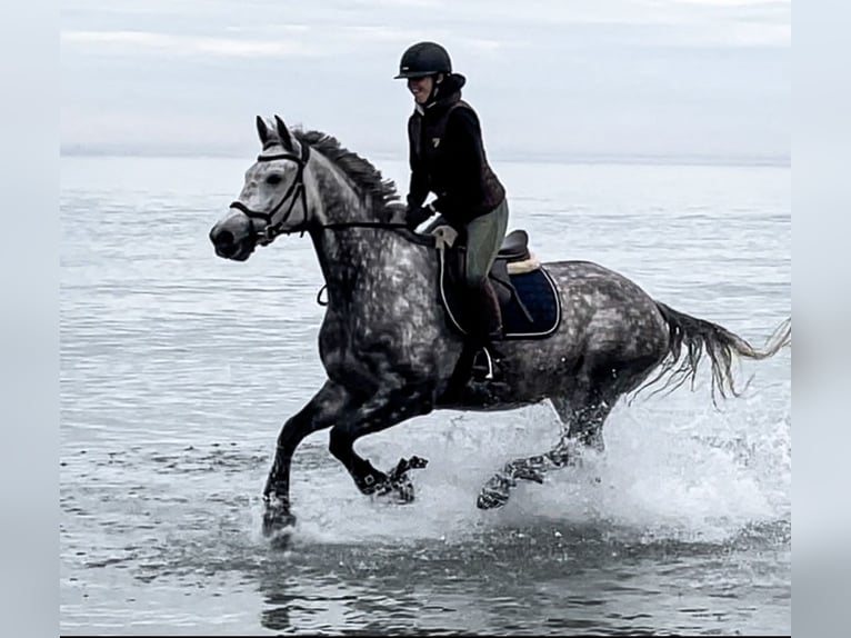 Polish Warmblood Mare 9 years 16,2 hh Grey-Dapple in Sch&#xF6;nberg