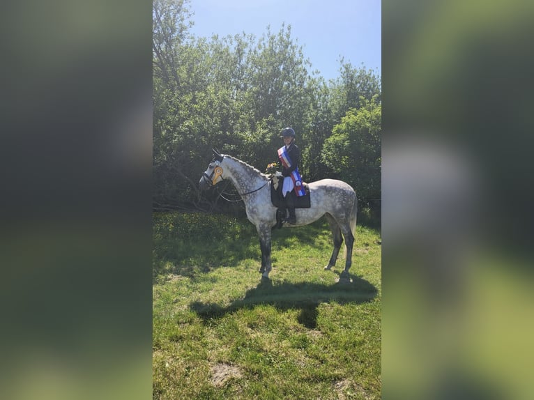 Polish Warmblood Mare 9 years 16,2 hh Grey-Dapple in Sch&#xF6;nberg
