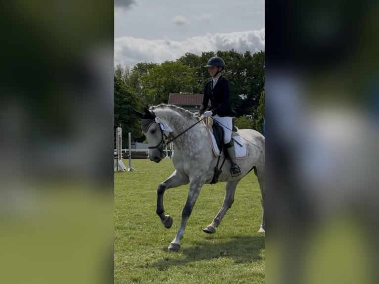 Polish Warmblood Mare 9 years 16,2 hh Grey-Dapple in Sch&#xF6;nberg
