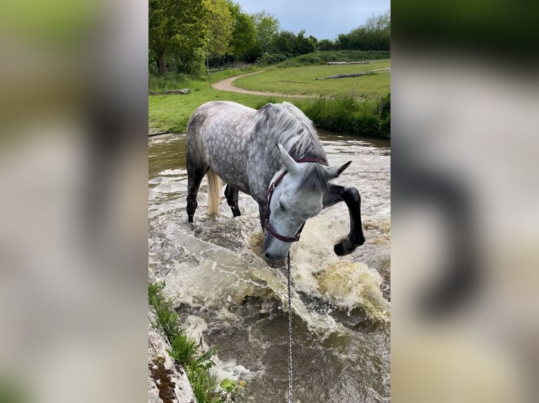 Polish Warmblood Mare 9 years 16,2 hh Grey-Dapple in Sch&#xF6;nberg