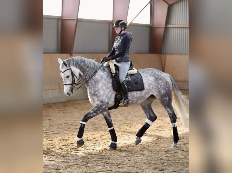 Polish Warmblood Mare 9 years 16,2 hh Grey-Dapple in Sch&#xF6;nberg