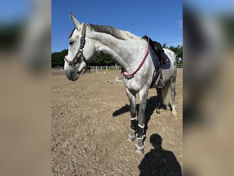Polish Warmblood Mare 9 years 17 hh Grey in Zalesieostr&#xF3;w wielkopolski