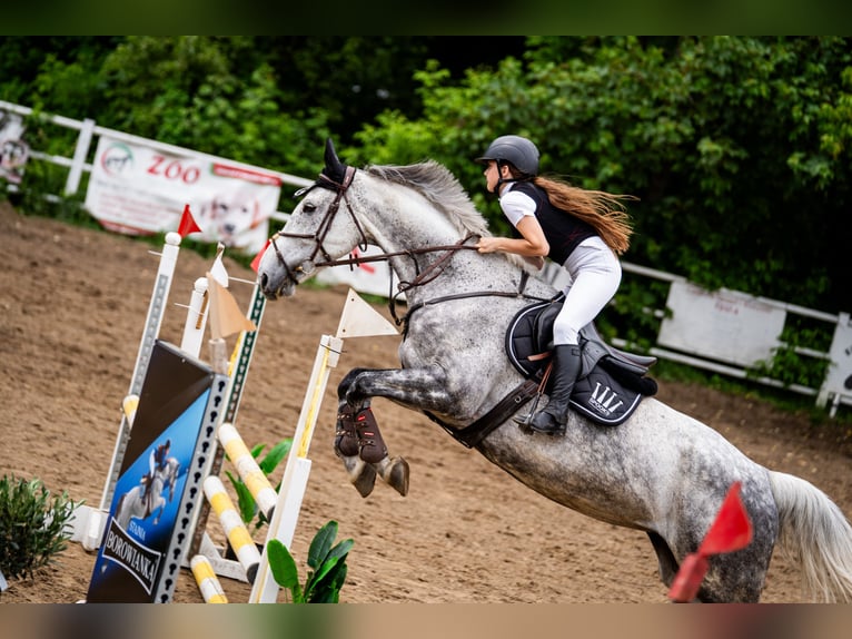 Polish Warmblood Mare 9 years 17 hh Grey in Zalesieostr&#xF3;w wielkopolski