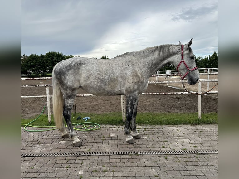 Polish Warmblood Mare 9 years 17 hh Grey in Zalesieostr&#xF3;w wielkopolski
