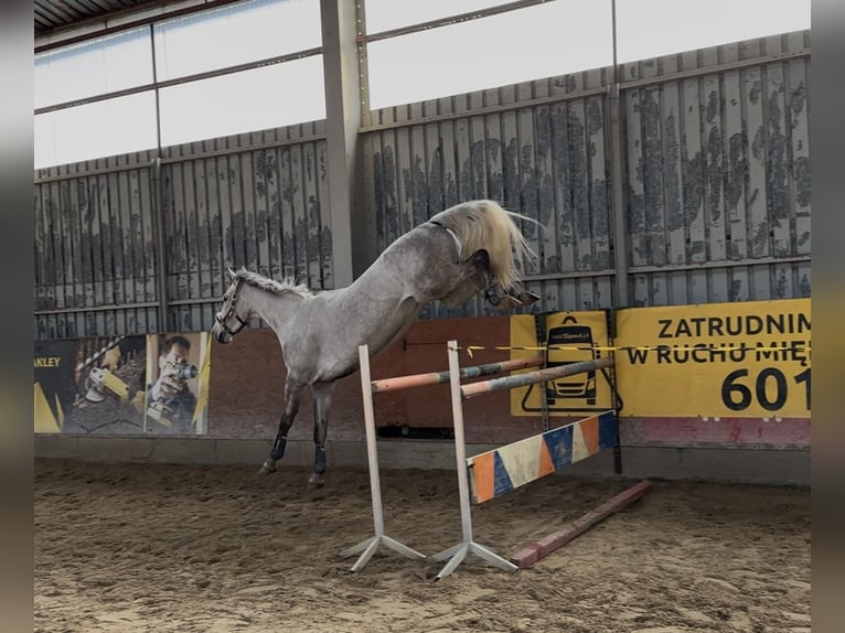 Polish Warmblood Mare 9 years 17 hh Grey in Zalesieostr&#xF3;w wielkopolski