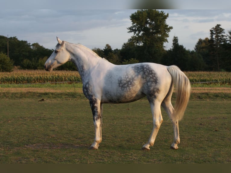 Polish Warmblood Stallion 12 years 17,1 hh Pinto in Błaszki