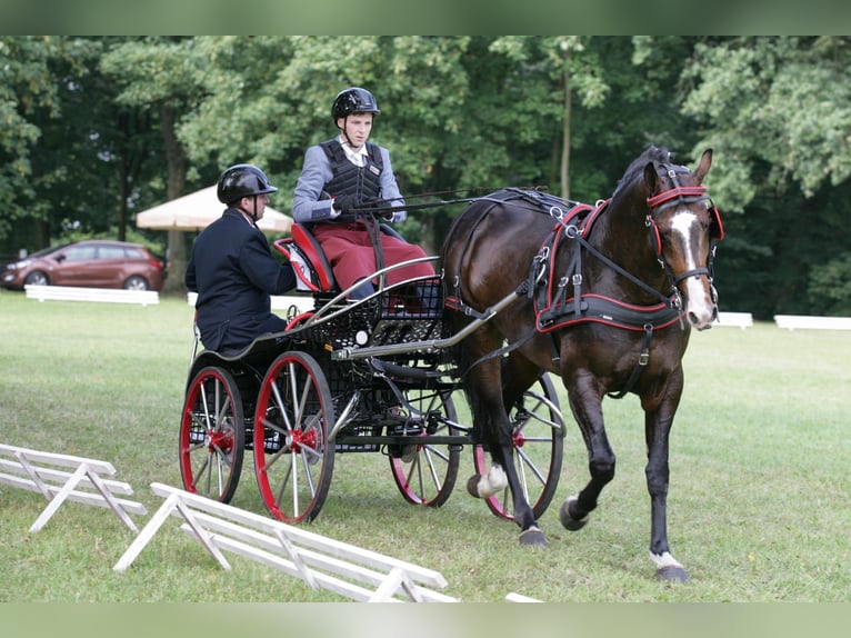 Polish Warmblood Stallion 13 years 16,1 hh Bay-Dark in Kalinowa