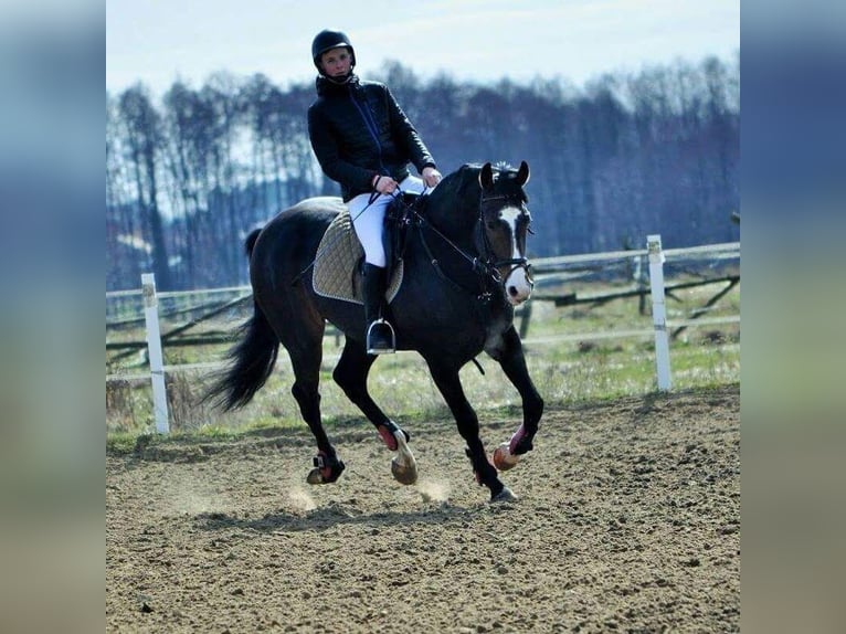 Polish Warmblood Stallion 13 years 16,1 hh Bay-Dark in Kalinowa