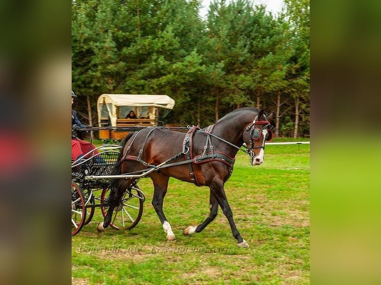 Polish Warmblood Stallion 13 years 16,1 hh Bay-Dark in Kalinowa