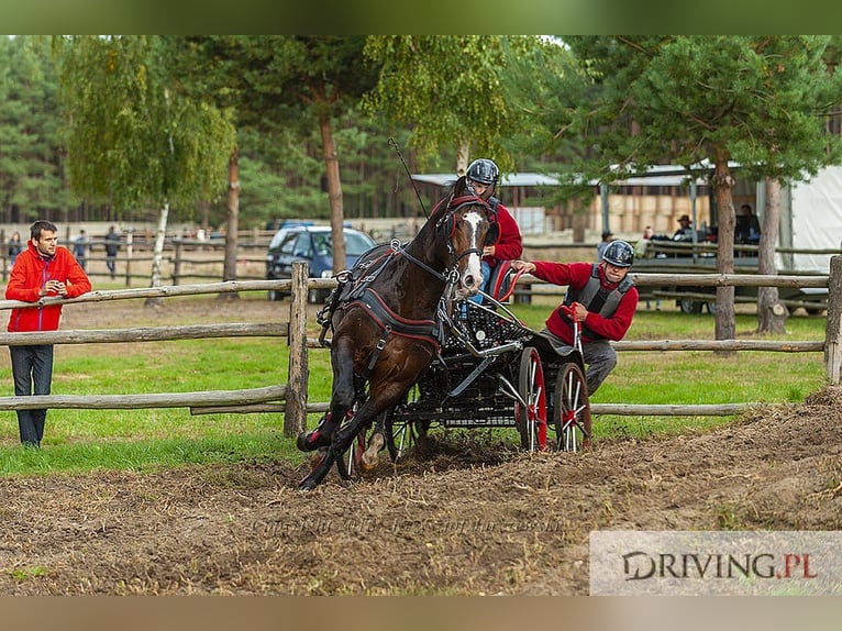 Polish Warmblood Stallion 13 years 16,1 hh Bay-Dark in Kalinowa