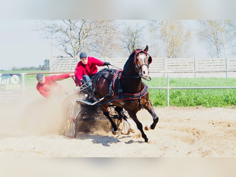 Polish Warmblood Stallion 13 years 16,1 hh Bay-Dark in Kalinowa