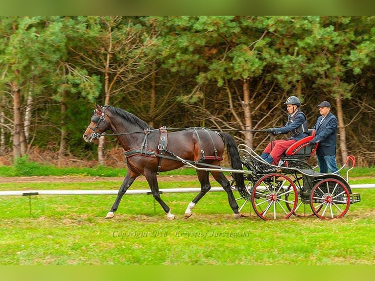 Polish Warmblood Stallion 13 years 16,1 hh Bay-Dark in Kalinowa