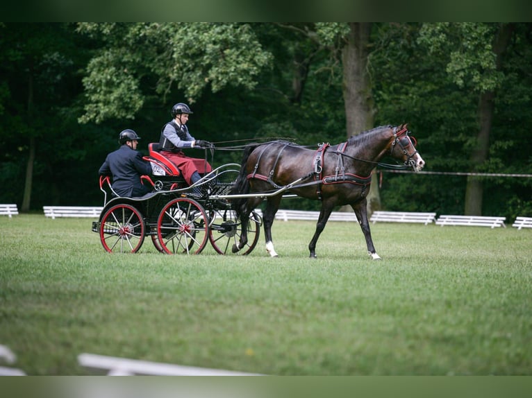 Polish Warmblood Stallion 13 years 16,1 hh Bay-Dark in Kalinowa