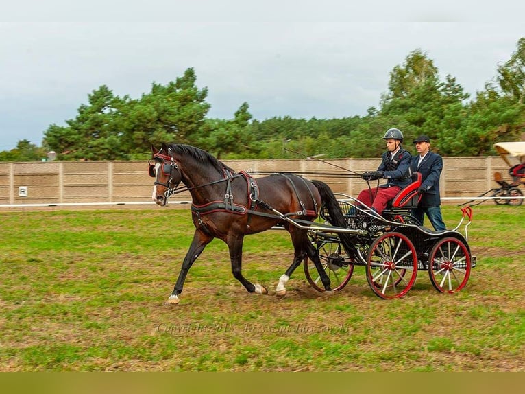 Polish Warmblood Stallion 13 years 16,1 hh Bay-Dark in Kalinowa