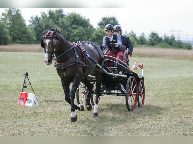 Polish Warmblood Stallion 13 years 16,1 hh Bay-Dark in Kalinowa