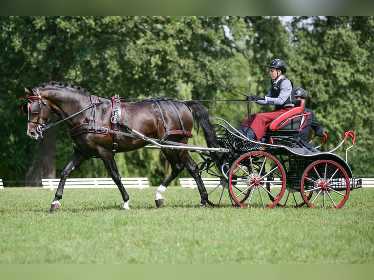 Polish Warmblood Stallion 14 years 16,1 hh Bay-Dark in Kalinowa