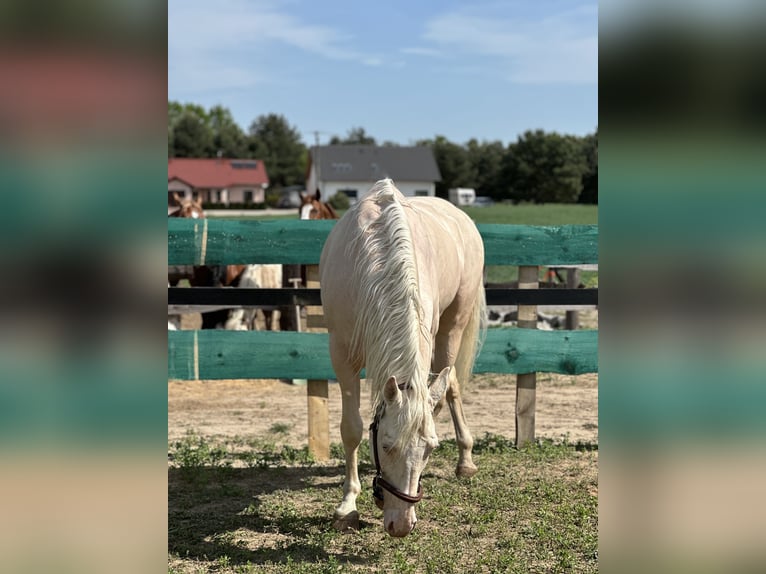 Polish Warmblood Stallion 15 years 16 hh Cremello in Sława