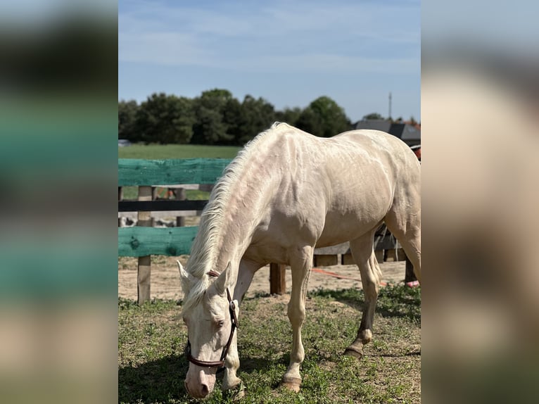 Polish Warmblood Stallion 15 years 16 hh Cremello in Sława