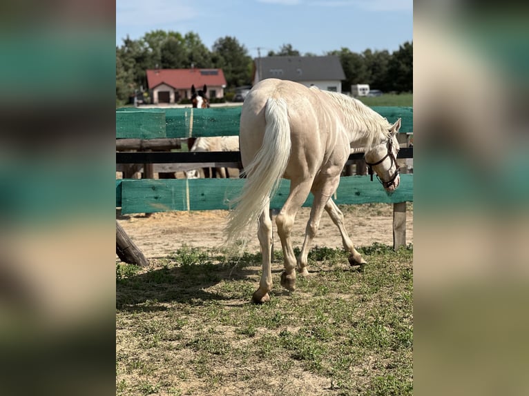 Polish Warmblood Stallion 15 years 16 hh Cremello in Sława