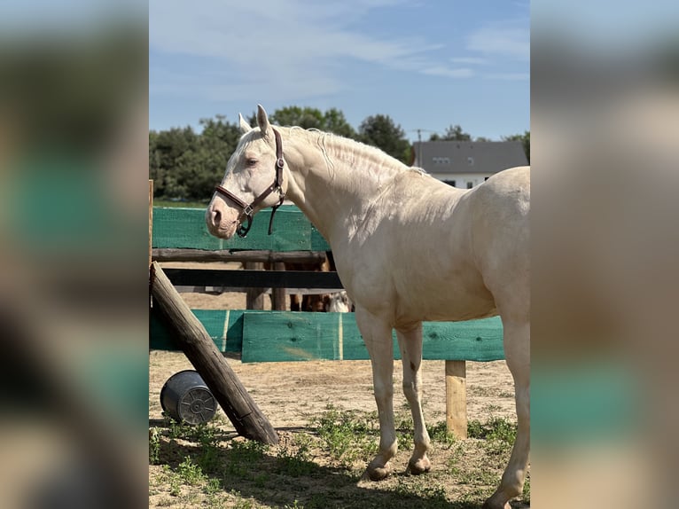 Polish Warmblood Stallion 15 years 16 hh Cremello in Sława