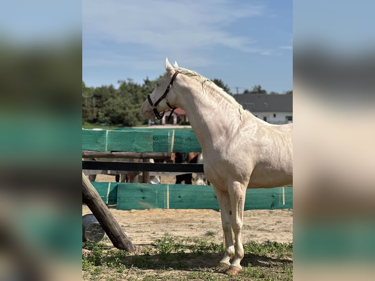 Polish Warmblood Stallion 15 years 16 hh Cremello in Sława