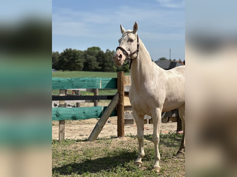 Polish Warmblood Stallion 15 years 16 hh Cremello in Sława