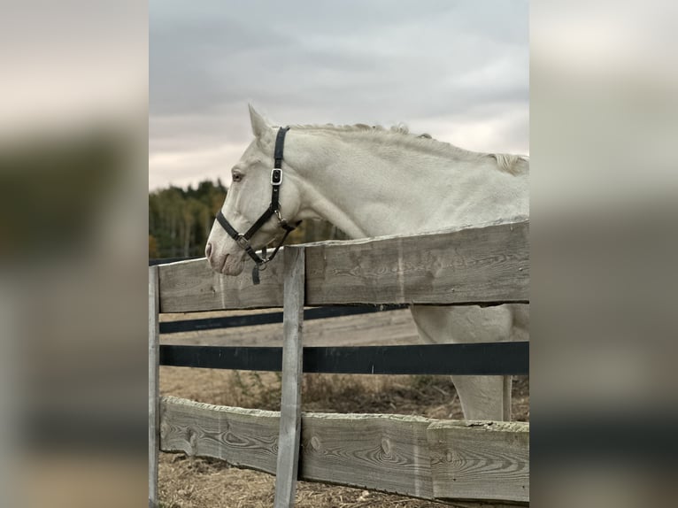 Polish Warmblood Stallion 15 years 16 hh Cremello in Sława