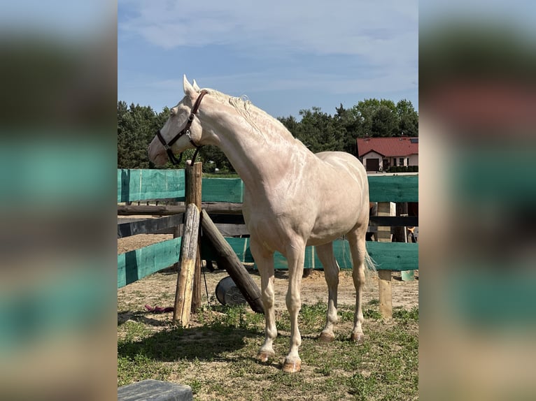 Polish Warmblood Stallion 16 years 16 hh Cremello in Sława