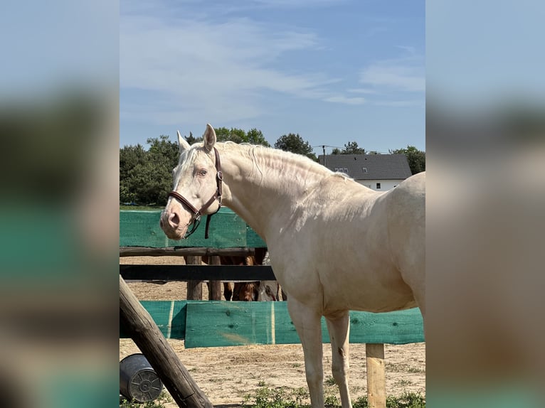 Polish Warmblood Stallion 16 years 16 hh Cremello in Sława