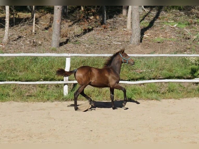 Polish Warmblood Stallion 1 year 14,2 hh Bay-Dark in Komorze