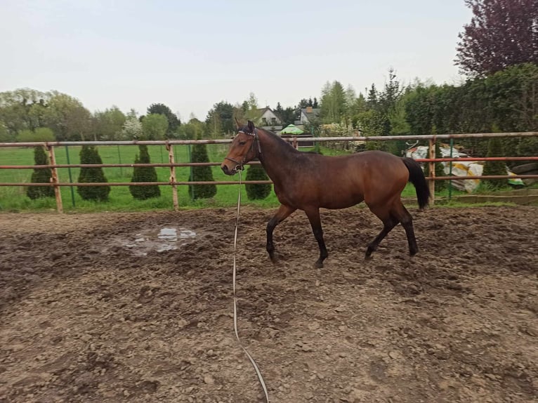 Polish Warmblood Stallion 1 year 15,2 hh Bay-Dark in Stęszew