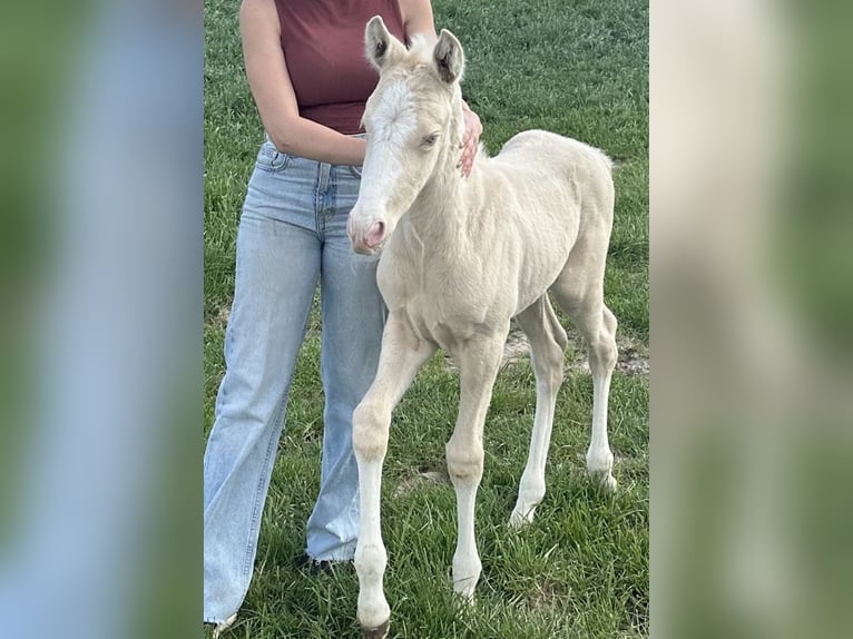 Polish Warmblood Stallion 1 year 16 hh Cremello in Stary Dw&#xF3;r