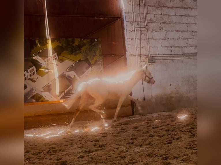 Polish Warmblood Stallion 1 year 16 hh Cremello in Stary Dw&#xF3;r
