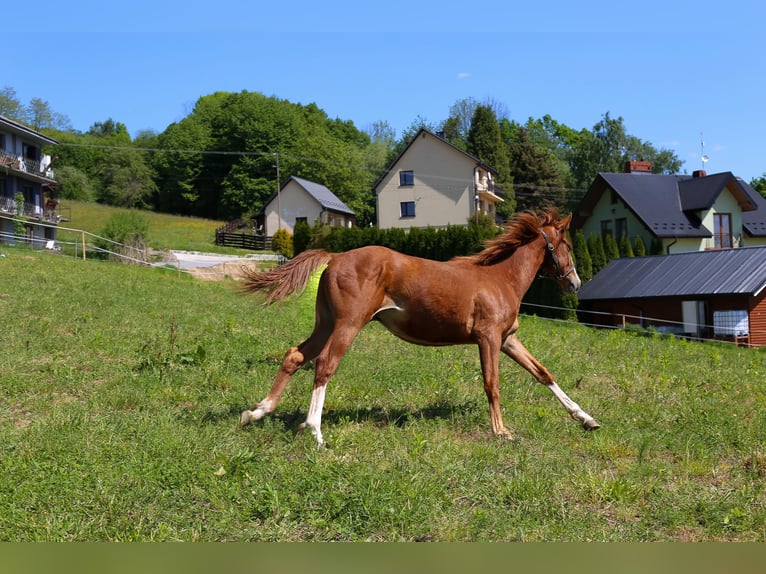 Polish Warmblood Stallion 1 year Chestnut-Red in Dąbrowa