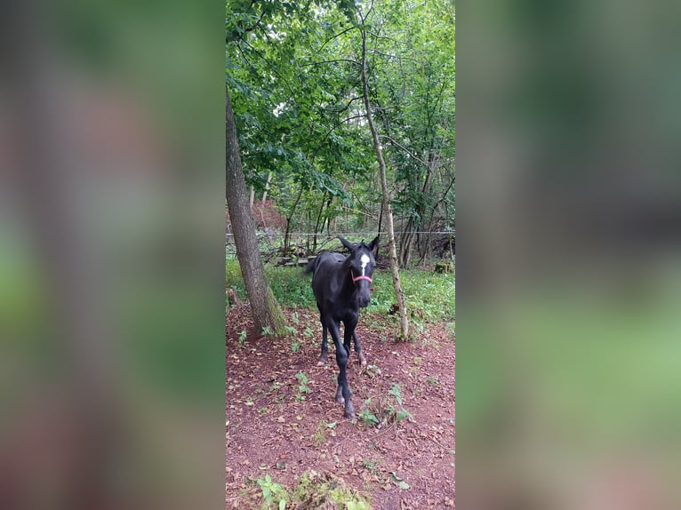 Polish Warmblood Stallion 1 year Gray in Grądy