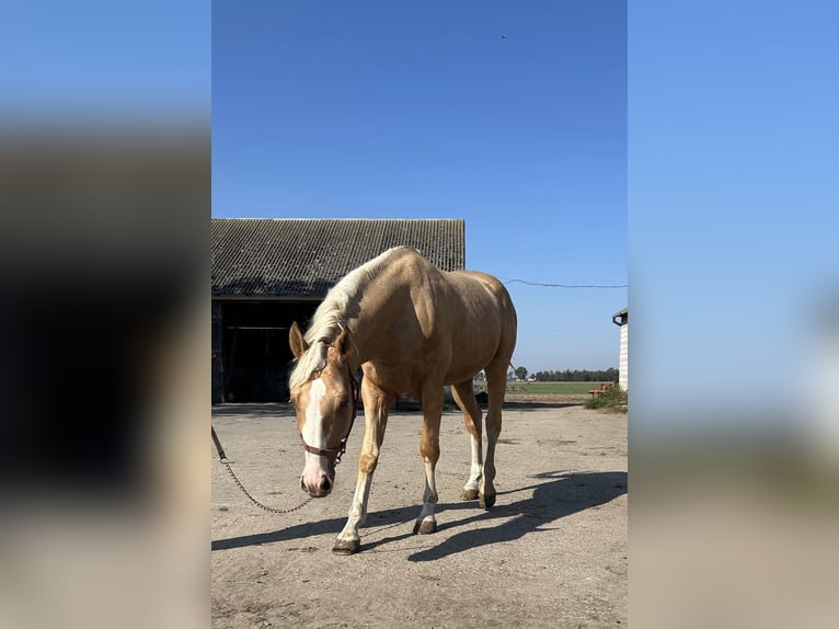 Polish Warmblood Stallion 2 years 16,1 hh Palomino in Bielsk