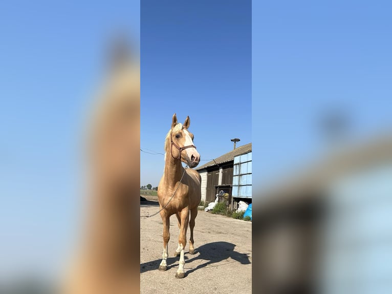 Polish Warmblood Stallion 2 years 16,1 hh Palomino in Bielsk