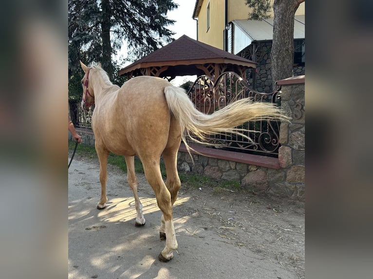 Polish Warmblood Stallion 2 years 16,1 hh Palomino in Bielsk