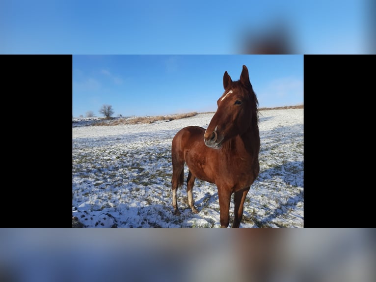 Polish Warmblood Stallion 2 years Chestnut-Red in Łabiszynek