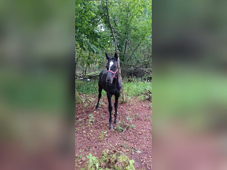 Polish Warmblood Stallion 2 years Gray in Grądy