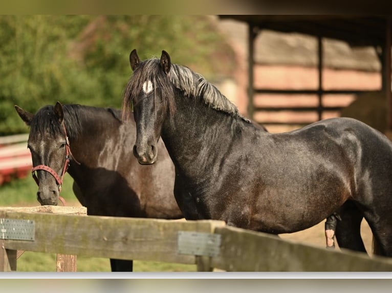 Polish Warmblood Mix Stallion 3 years 16 hh Gray in Wielkopolska