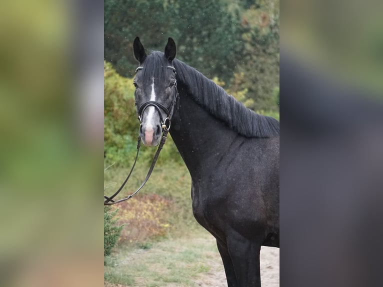 Polish Warmblood Stallion 4 years 15,3 hh Can be white in Zakrzów