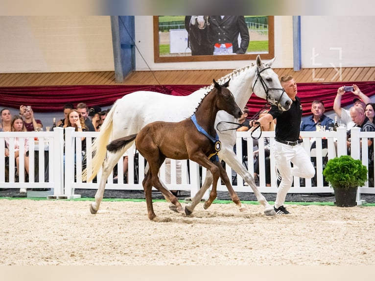 Polish Warmblood Stallion 4 years 15,3 hh Can be white in Zakrzów