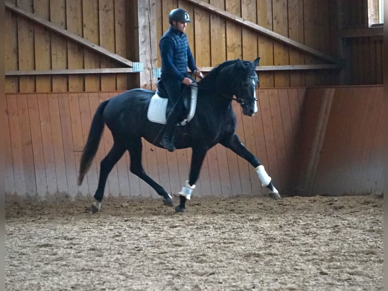 Polish Warmblood Stallion 4 years 15,3 hh Can be white in Zakrzów