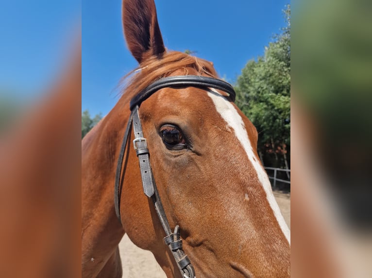 Polish Warmblood Stallion 4 years 16 hh Chestnut-Red in Lipka Wielka 7